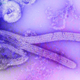 Ab electron microscopic image of the Marburg virus.